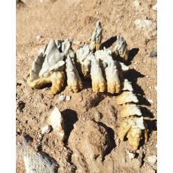 War Dragon � Flexi Drage - 25cm