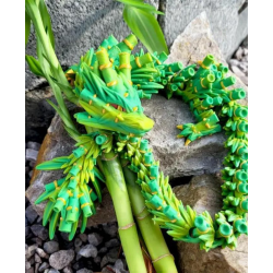Bamboo Dragon